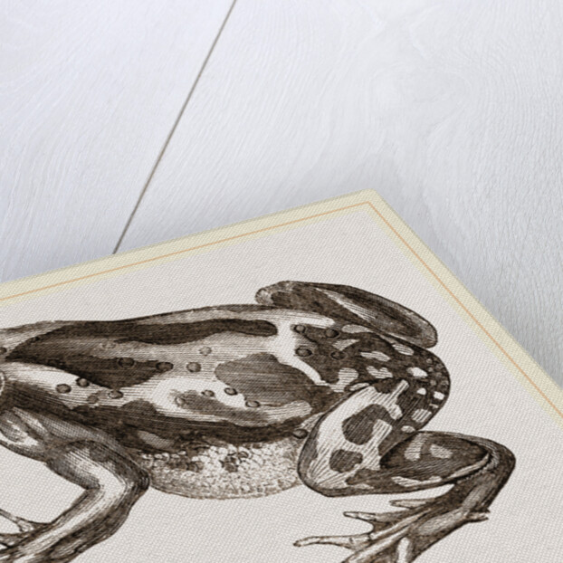 Marbled Toad by Anonymous