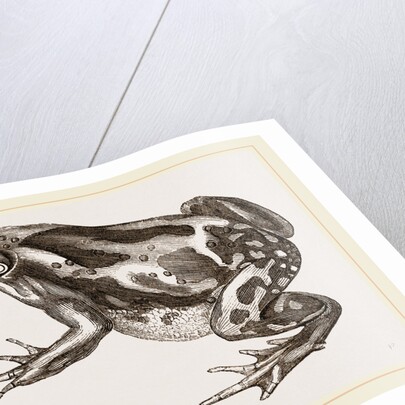 Marbled Toad by Anonymous