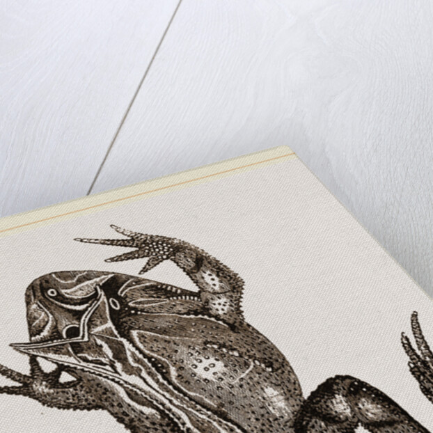 Boie's Ceratophris by Anonymous
