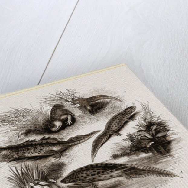 British Water Newts by Anonymous