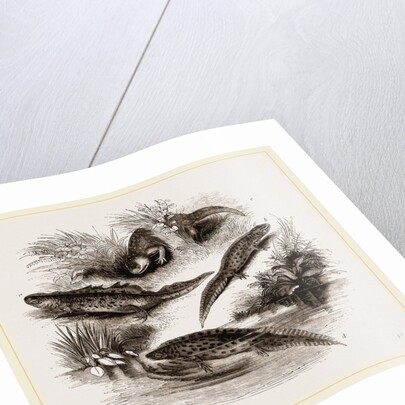 British Water Newts by Anonymous