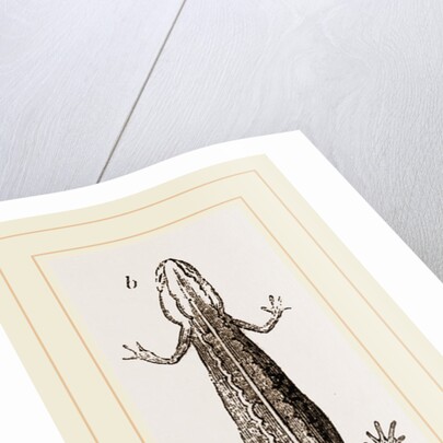 Common Smooth Newts by Anonymous