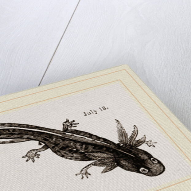 Last stage of Young Water Newt by Anonymous