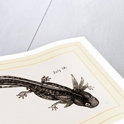 Last stage of Young Water Newt by Anonymous