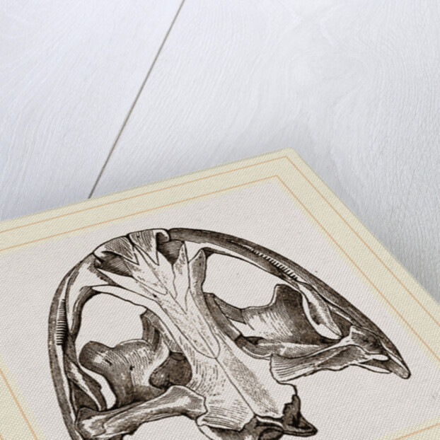Skull of Menopome by Anonymous