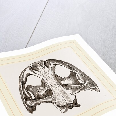 Skull of Menopome by Anonymous