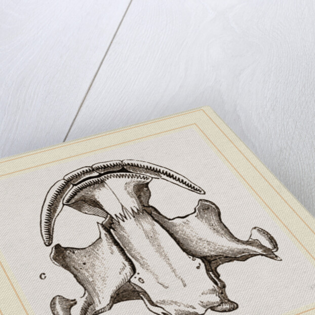 Skull of Menopome by Anonymous