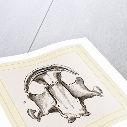 Skull of Menopome by Anonymous
