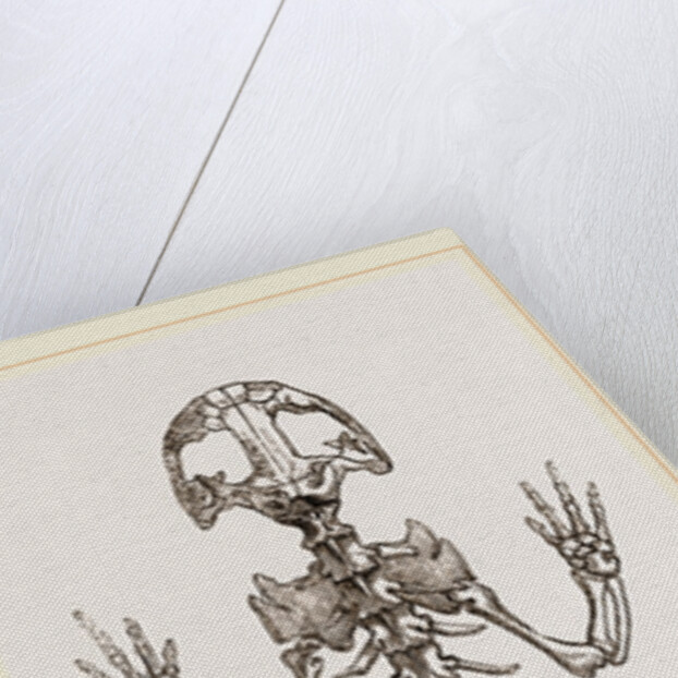 Skeleton of Salamander by Anonymous
