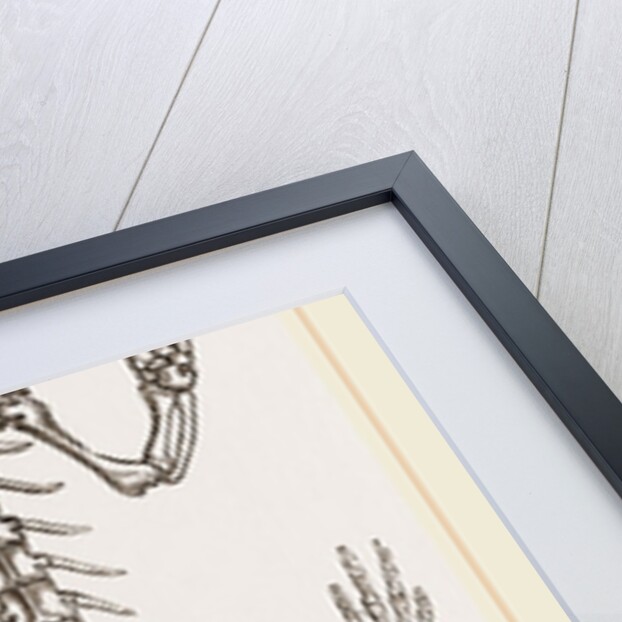 Skeleton of Salamander by Anonymous