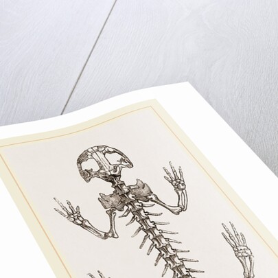 Skeleton of Salamander by Anonymous