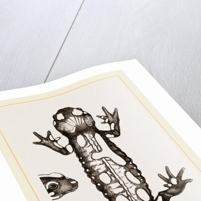 Spotted Salamander by Anonymous