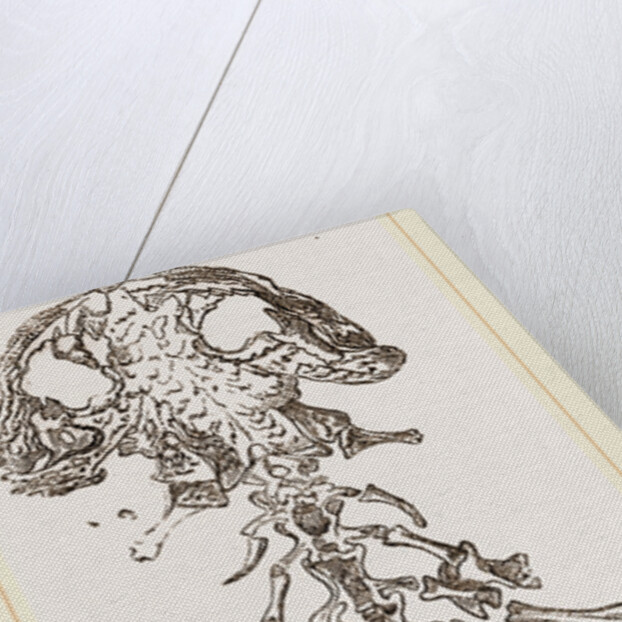 Great Fossil Salamander by Anonymous