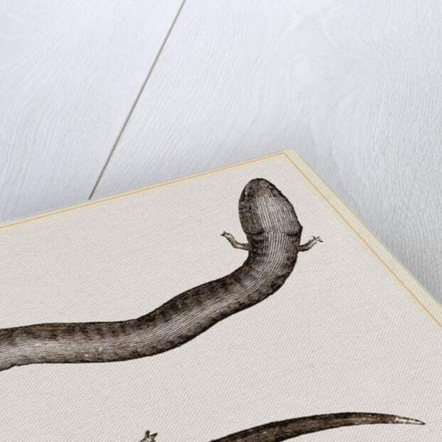 Three-toed Amphiuma by Anonymous