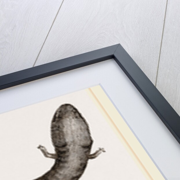 Three-toed Amphiuma by Anonymous