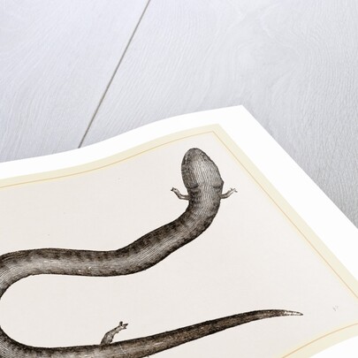 Three-toed Amphiuma by Anonymous