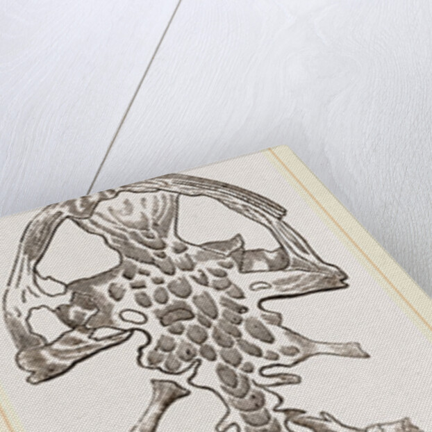 Great Fossil Salamander by Anonymous