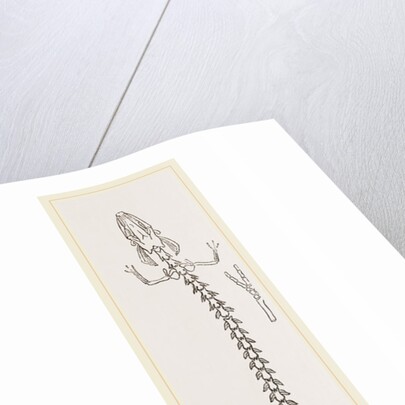 Skeleton of Proteus by Anonymous