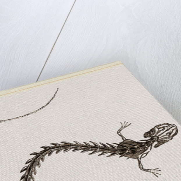 Skeleton of Striated Siren by Anonymous