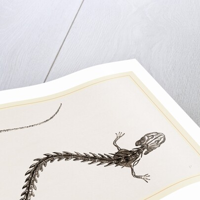 Skeleton of Striated Siren by Anonymous