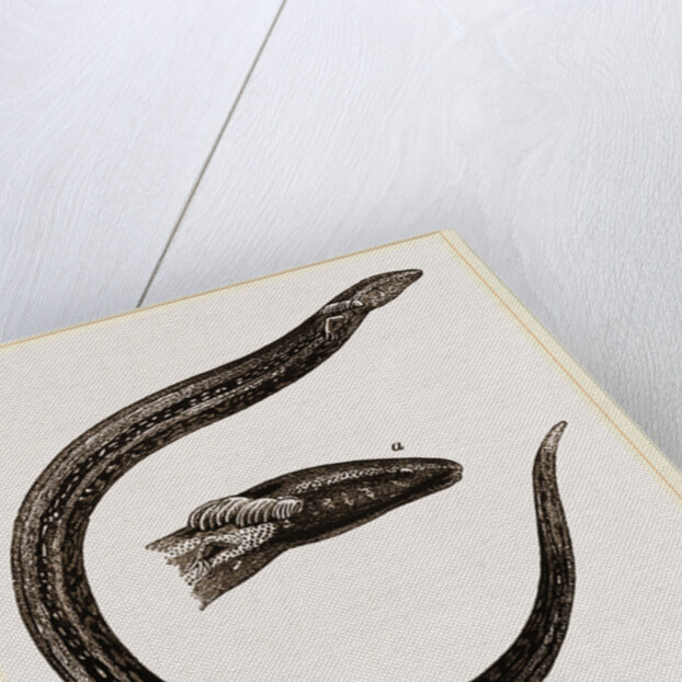 Striated Siren by Anonymous
