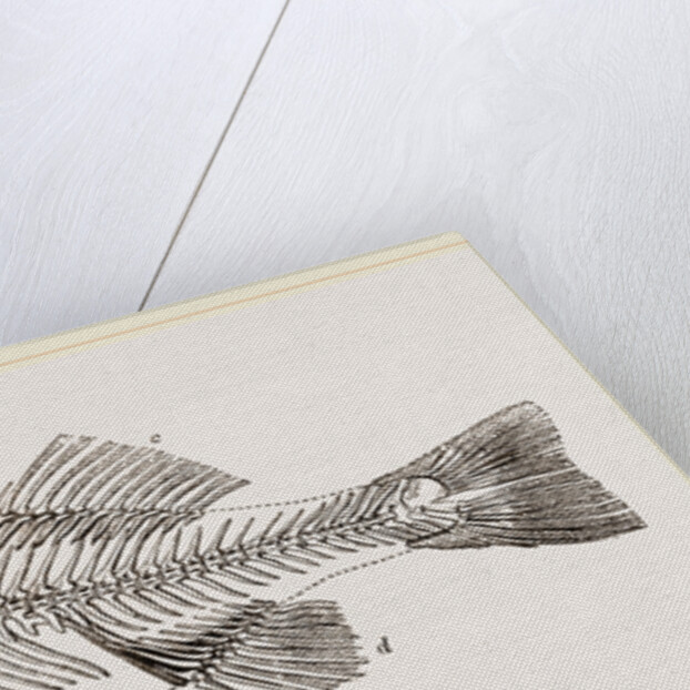 Slieleton of Perch by Anonymous