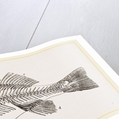 Slieleton of Perch by Anonymous