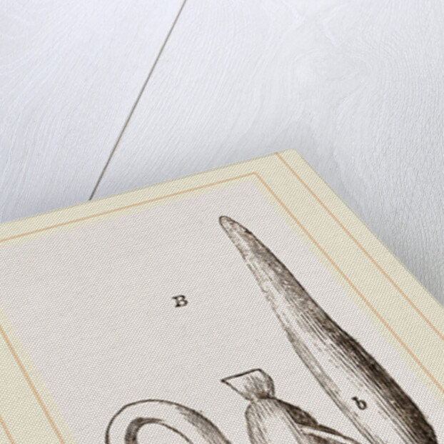 Simming-bladders of Dace and Conger-Eel by Anonymous