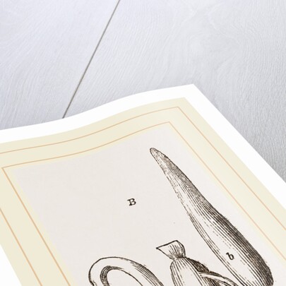 Simming-bladders of Dace and Conger-Eel by Anonymous