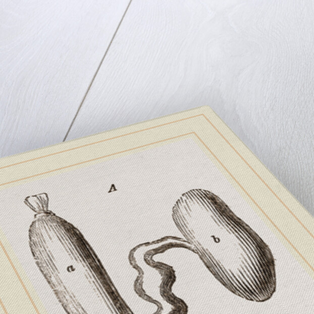Simming-bladders of Dace and Conger-Eel by Anonymous