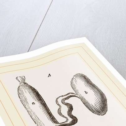 Simming-bladders of Dace and Conger-Eel by Anonymous