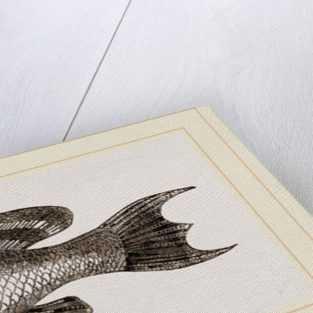 Black basse by Anonymous