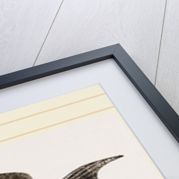 Black basse by Anonymous