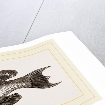 Black basse by Anonymous