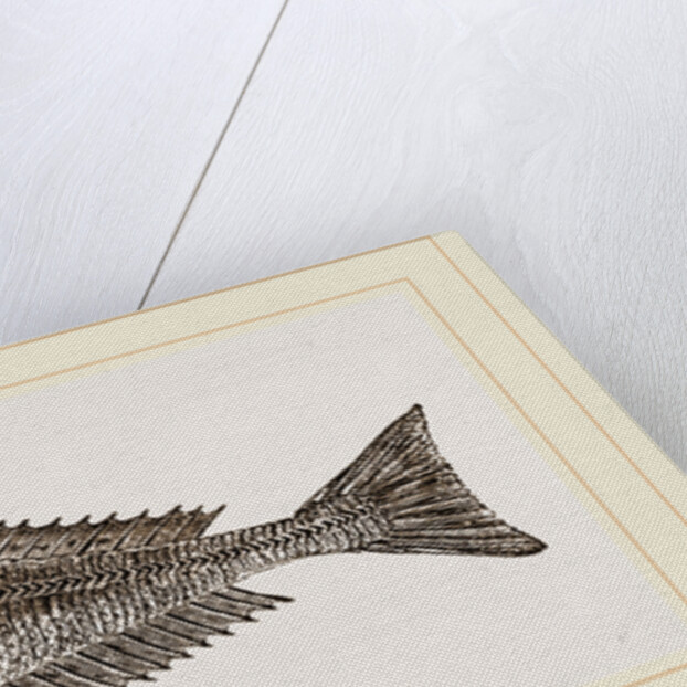 Streaked Gurnard by Anonymous