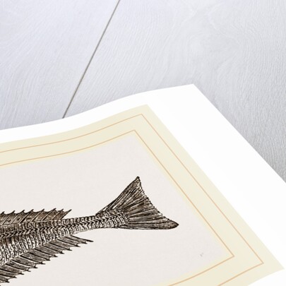 Streaked Gurnard by Anonymous