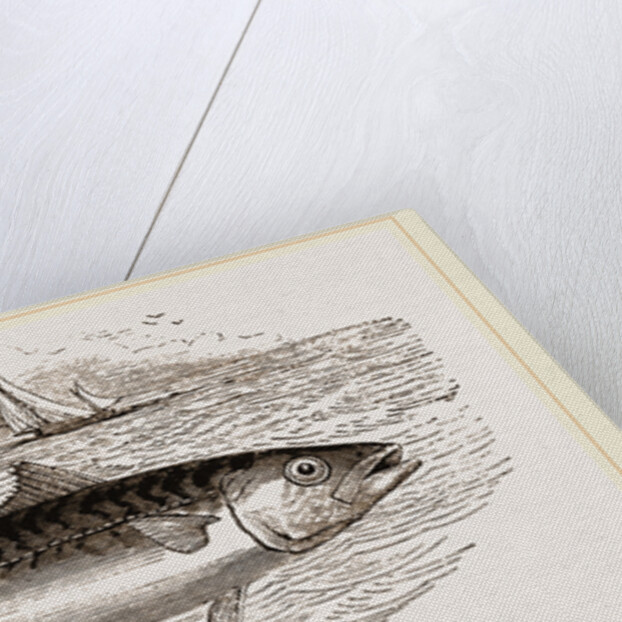 Mackerel by Anonymous