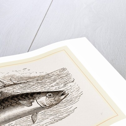 Mackerel by Anonymous