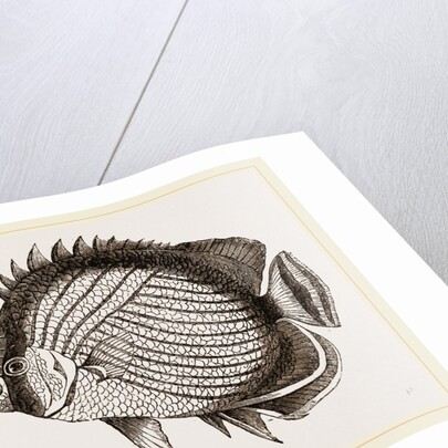 Wandering Chaetodon by Anonymous