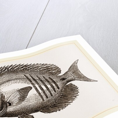 Surgical Chaetodon by Anonymous