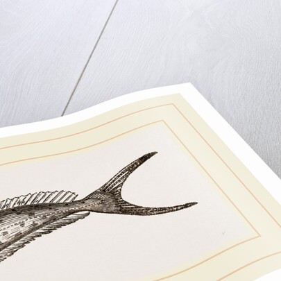 Dorado by Anonymous