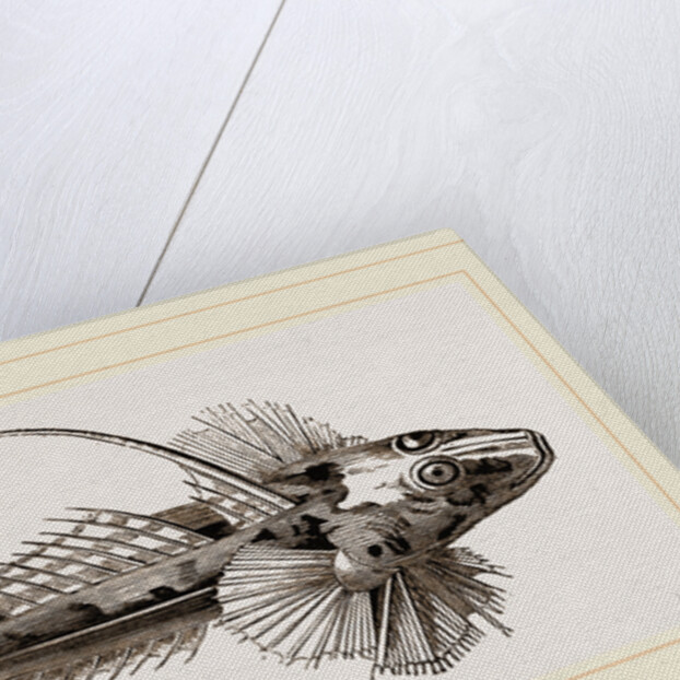 Gemmeous Dragonet by Anonymous