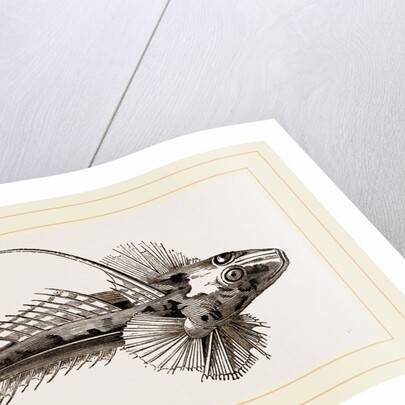 Gemmeous Dragonet by Anonymous