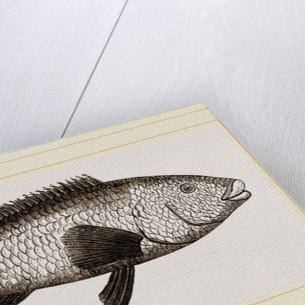 Ballan Wrasse by Anonymous