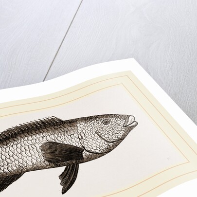 Ballan Wrasse by Anonymous
