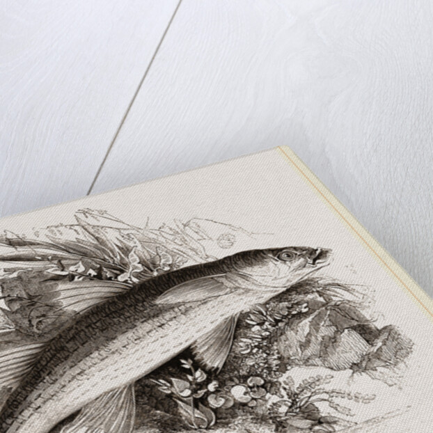 Grey Mullet by Anonymous