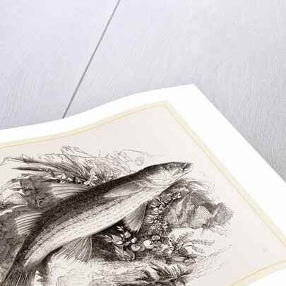 Grey Mullet by Anonymous