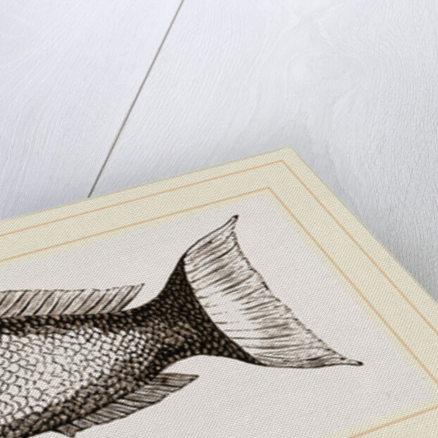 Ceylonese Green Wrasse by Anonymous