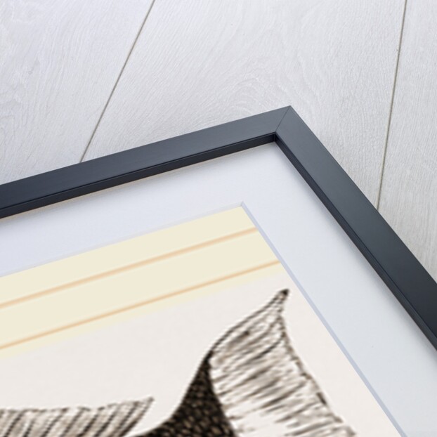 Ceylonese Green Wrasse by Anonymous