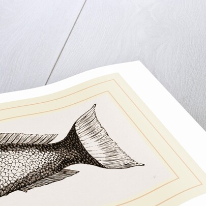 Ceylonese Green Wrasse by Anonymous